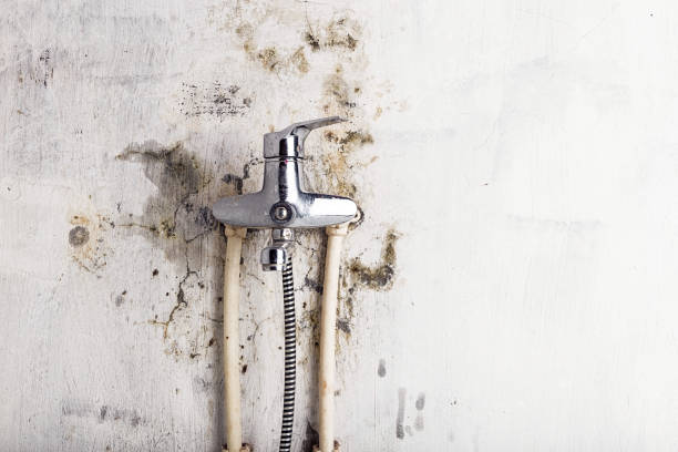 Best Mold Cleaning Services  in Jan Phyl Village, FL