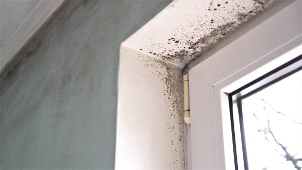 Professional Mold Removal in Jan Phyl Village, FL