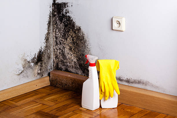 Home Mold Removal in Jan Phyl Village, FL